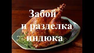 Забой и разделка индюка