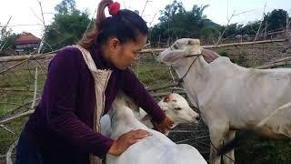 Cow farm Sok Visarl Bringing cows to the fields with love for cows