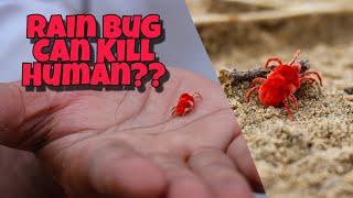 Is Rain Bug Is Dangerous for Human??  RED VELVET MITE