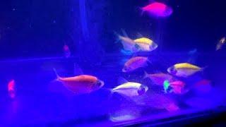 beli ikan hias glofish tetra onlineikan glofish tetraikan hias