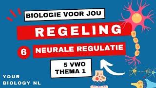 5 vwo  Regeling  6  Neurale regulatie