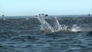 Manta Rays Jumping