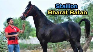 मारवाड़ी अश्व भारत रत्न  Stallion Bharat Ratan - PS Stud Farm Ahmedabad 