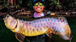 Beautiful & Rare Monster Arowana  Giant Arowana Fish in Wild