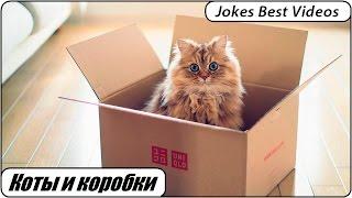 Подборка приколов # 8 Коты и коробки  Funny cats