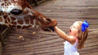 Try Not To Laugh  Baby Reactions to Giraffe - Funny Animal Videos