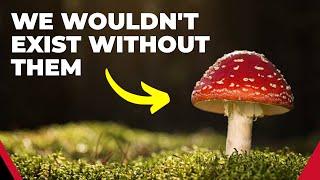 How Fungi Made All Life on Land Possible