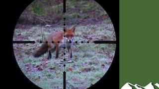 Fox and squirrel shooting