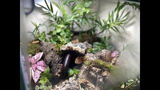 HOW TO MAKE NATURAL TERRARIUM FOR GIANT AFRICAN MILLIPEDES