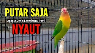 Pancingan Lovebird Fighter Ngekek Panjang Suaranya AMPUH Memancing Lovebird gacor Jadi NYAUT BUNYI