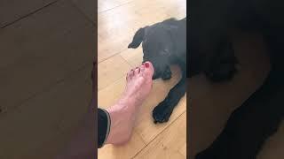 Dog licking feet after workout
