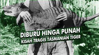 Punahnya Marsupial Karnivora Modern Terbesar & Kesadaran Yang Terlambat  Thylacine Tasmanian Tiger