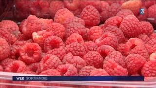 Première récolte de framboises dans une ferme de lEure