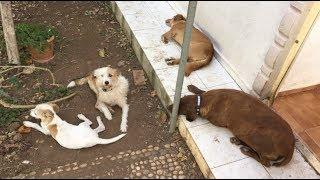 Sincapları kıskanan çılgın köpekler