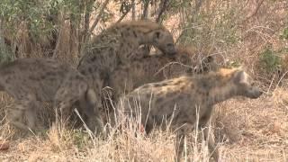 Hyena Mating