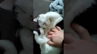 Belly Rub - #cat