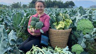 Harvest the broccoli garden to sell at the market cook and take care of pigs