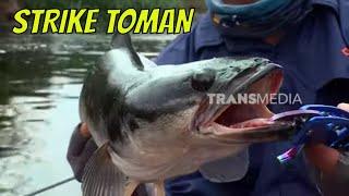 Berburu Ikan Toman Sang Predator Sungai Gaung  MANCING MANIA STRIKE BACK 021223 Part 1