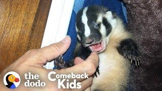 Worlds Most Adorable Badger  The Dodo Comeback Kids