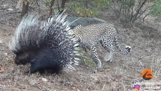 Silly leopard taking on porcupine at high speed will make your day