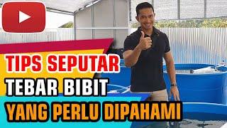 Panduan Lengkap Tebar Bibit Ikan Nila di Sistem RAS Tips Sukses Budidaya Ikan Nila