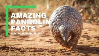 Pangolin - Amazing Facts
