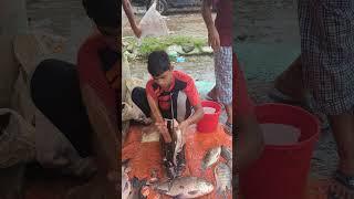 Amazing Big Telapia Fish Cutting Skills #fishcooking #fishcutting #youtubeshorts