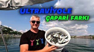 ULTRAVİYOLE ÇAPARİ FARKI - KARADENİZ İSTAVRİT AVI - İSTAVRİT AVI