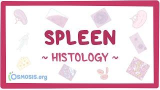 Spleen Histology