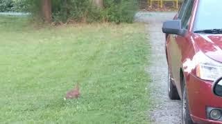 Bunny in the front yard