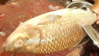 Amazing Live Rohui Fish Cutting Skills in The Fish Market  Fastest Rohui Fish Cutting