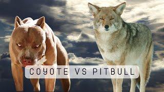 COYOTES VS. AMERICAN PITBULL TERRIERS