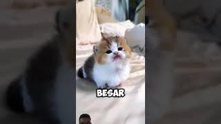 #cat #animals #funny #kucing #amazingfacts #fakta #tiktok #comedyvideos #kucinglucu #shorts #$