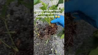 How to repot an overgrown anthurium plant #anthurium #plantcare #satisfying #trending #viral #shorts