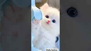 cute cat WhatsApp status  cat dpz  kitten pics #cat #catlover