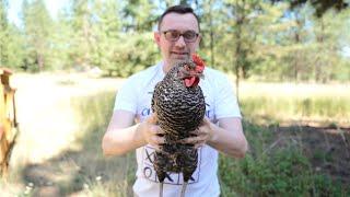 My Chickens Are Gyroscopic - Chicken Head Tracking Experiment