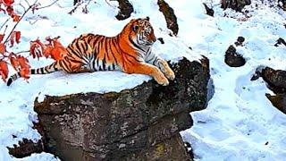 Siberian Tiger The Worlds Most Dangerous Predator