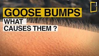 Why do humans get goosebumps when they are cold or under other circumstances?