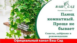 Комнатный плющ ️ Самое простое растение в уходе и размножении. Ваш сад