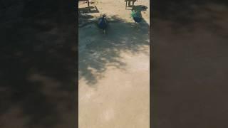 couples of peacocks  #youtubeshorts #peacock #youtuber #original #viral #6000