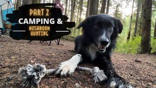 Part 2  Mushroom Hunting & Camping  Kipper Update & a Visit From a BEAR