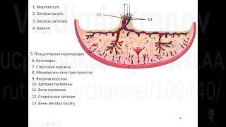 Кровообращение плода. Кровоток в системе мать - плацента - плод.