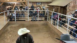 Horse sale 2-18-23