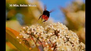 30 Min. Relax Music Snoezelen Healing Music Concentration Music
