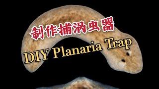 How to DIY Planaria Trap 如何制作捕涡虫器