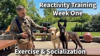 Understanding & Preventing Puppy Dog Reactivity  Part Two