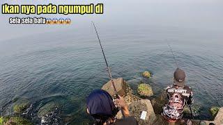 Bikin Emosi..Mancing Ikan Kakap Joran Hampir Lenyap Di bawa ikan besar