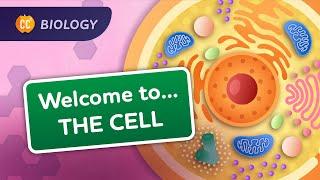 A Tour of the Cell Crash Course Biology #23