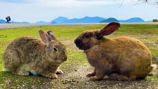 Rabbit Island in Japan and the Darkness