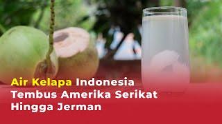 Segarnya Sampai Internasional Air Kelapa Indonesia Diekspor ke 26 Negara